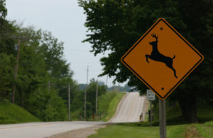 Deer Collision Road Sign