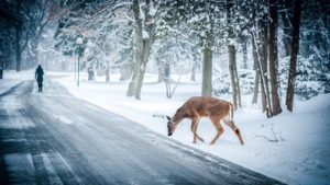 Deer on the Road