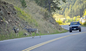 Tips to Avoid Crushing a Deer